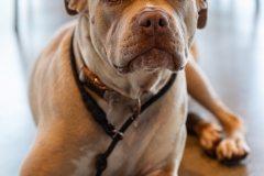 LDRL-AMP-26-luckydogs-1